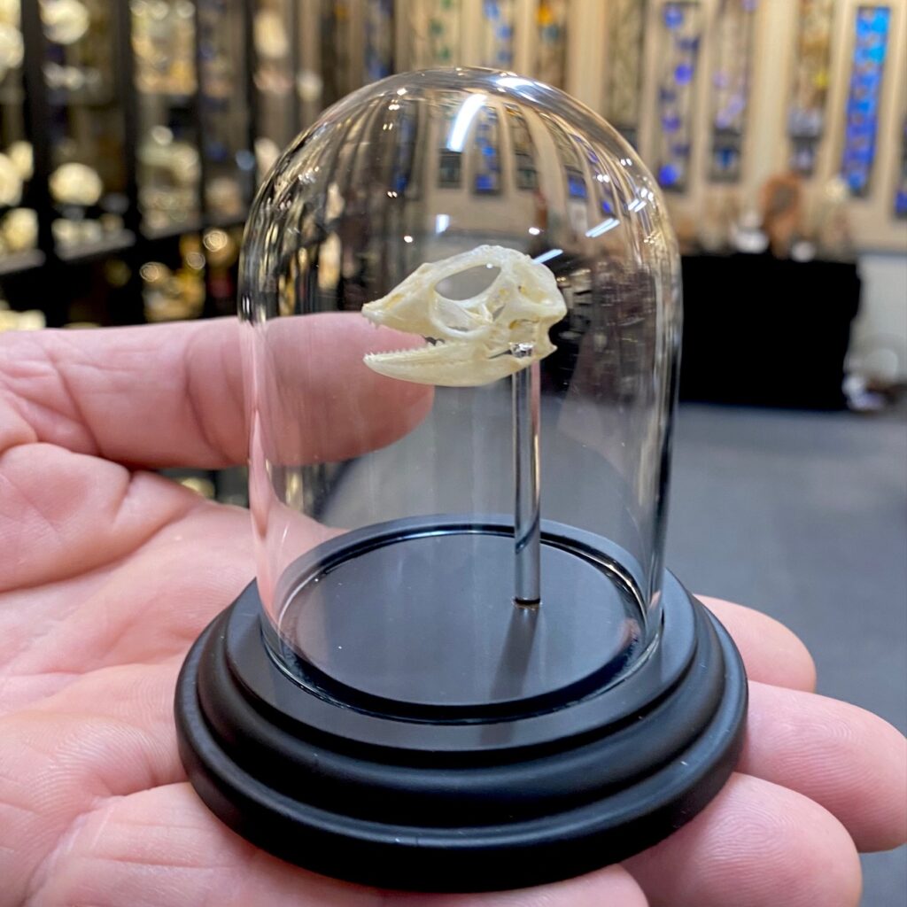 Forest lizard skull, mounted in a tiny dome, at natur showroom