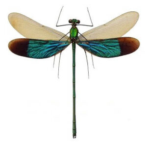 Damselfly, Neurobasis chinensis florida Damselfly, Papered specimen ...