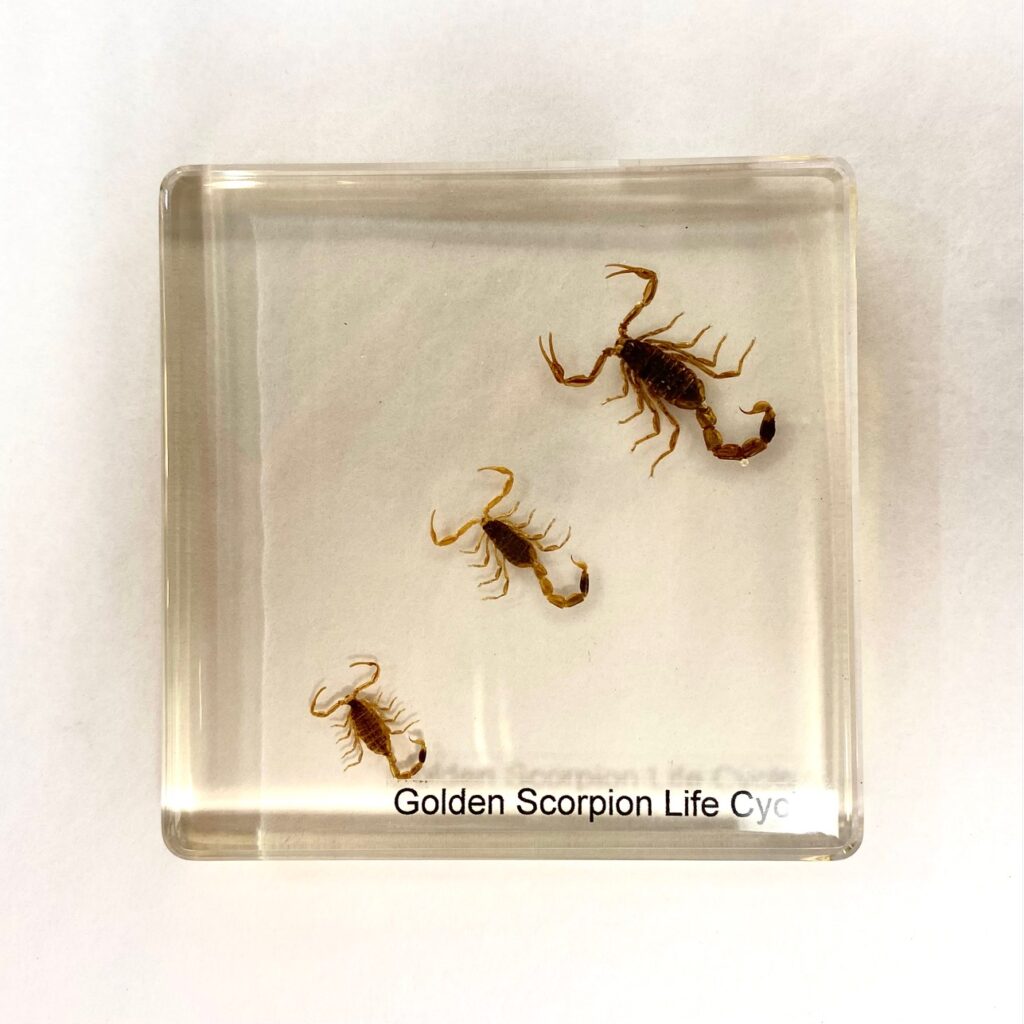 Golden scorpion lifecycle, set in resin, available at natur showroom