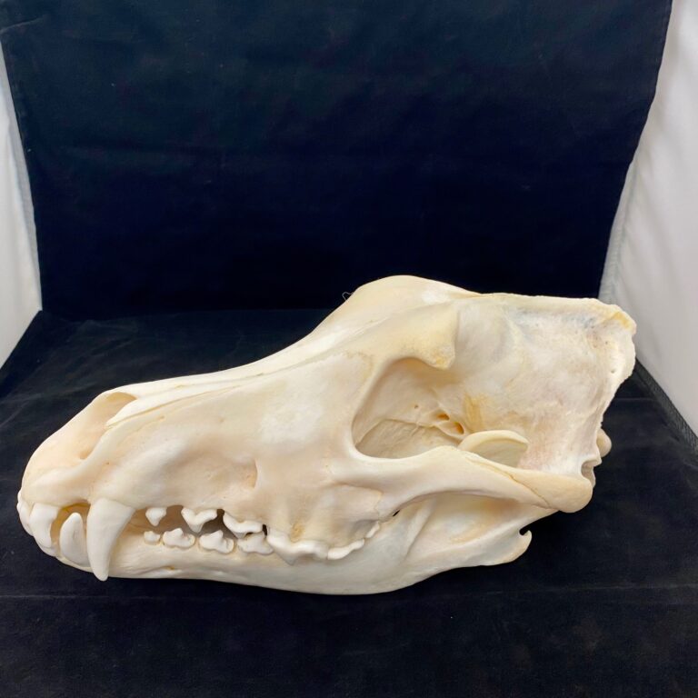 Gorgeous, Alaskan Timberwolf skull, real bone, available at natur.