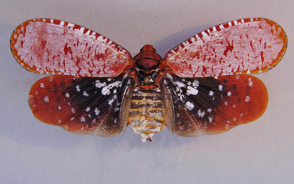 Planthopper, aphaena submaculata, Papered/Spread specimen. - nātür ...