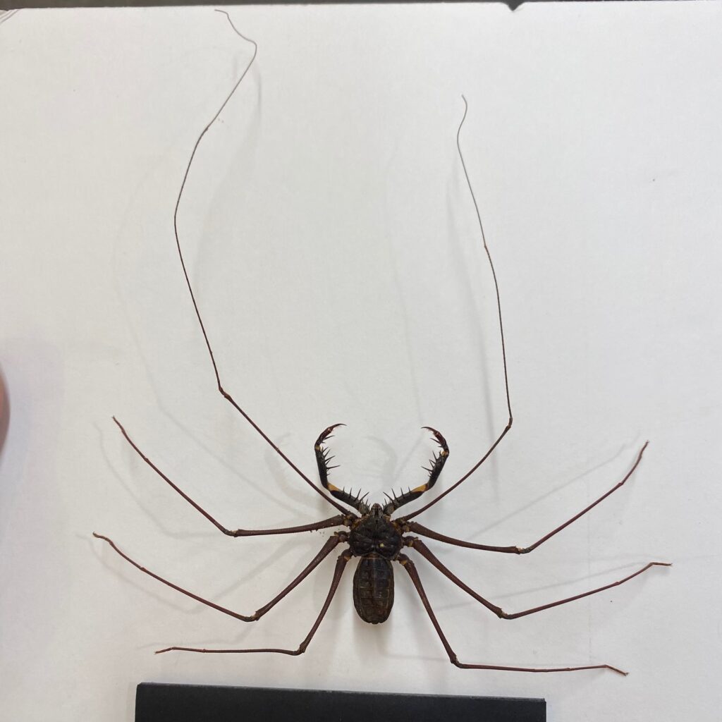 Arachnid, Amblypygid, Tailless Whip scorpion or Cave/Whip spider ...