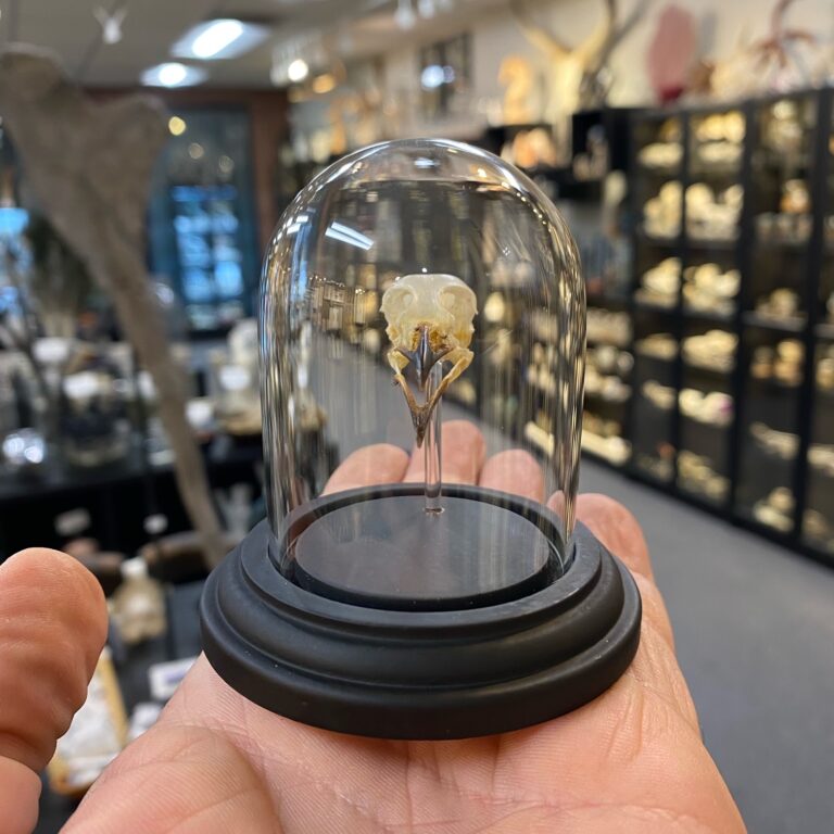 Skull, Bird, Bulbul skull mounted in a glass dome - nātür showroom ...