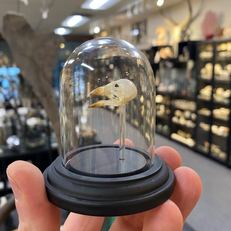 Skull, Bird, Sparrow skull mounted in a glass dome. PM - nātür showroom ...