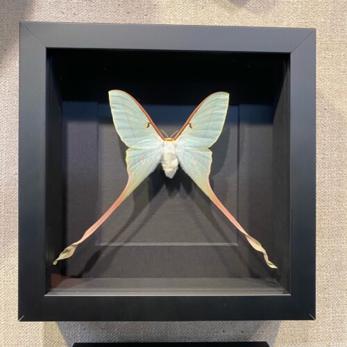 Moth, Chinese Luna female, Actias dubernardi | nātür showroom – Museum ...