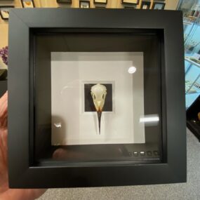 Bee eater skull frame