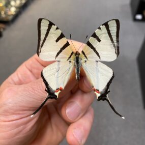 Graphium agetes