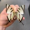 Graphium agetes