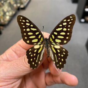 Graphium arycles