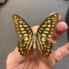 Graphium arycles