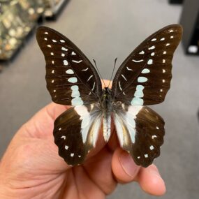 Graphium eurypylus pamphylus