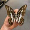 Graphium eurypylus pamphylus