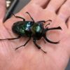 Phalacrognathus muelleri Marvelous Green Stag Beetle