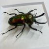 Phalacrognathus muelleri Marvelous Rainbow Stag Beetle