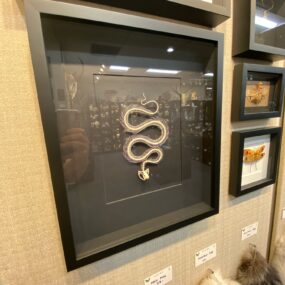 White lipped pit viper framed skeleton