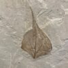 Leaf fossil 12x12x.5