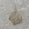 Leaf fossil 12x12x.5