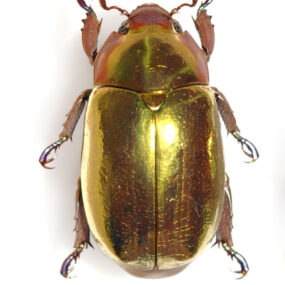 Chrysina aurigans