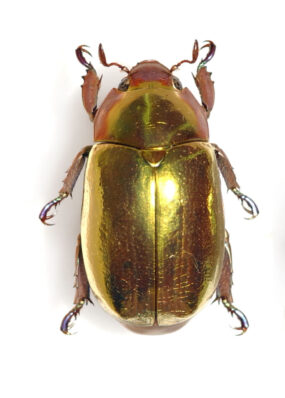 Chrysina aurigans