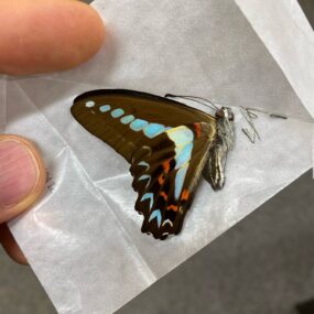 Graphium milon anthedon 9