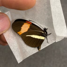 Heliconius melpomene 7