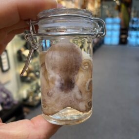 Octopus Wet Specimen jar