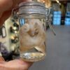 Octopus Wet Specimen jar