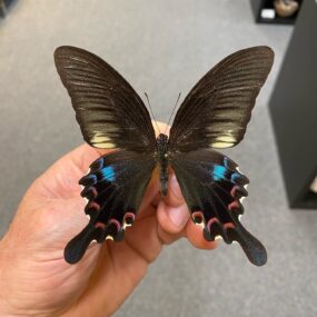 Papilio bianor stockleyi