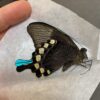 Papilio blumei