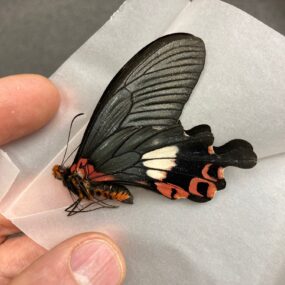 Papilio bootes rubicundis