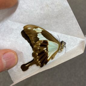 Papilio phorcas 9