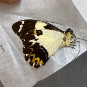 Papilio euchenor euchenor 14