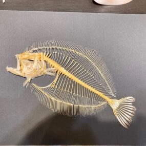 Flounder skeleton SH