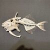 Goldenback Triggerfish skeleton