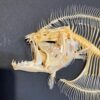 Flounder skeleton SH