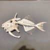 Goldenback Triggerfish skeleton