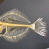 Flounder skeleton SH