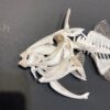 Goldenback Triggerfish skeleton