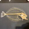 Flounder skeleton SH