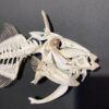 Goldenback Triggerfish skeleton