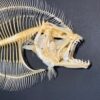 Flounder skeleton SH