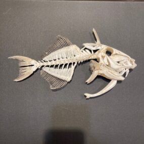 Goldenback Triggerfish skeleton