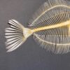 Flounder skeleton SH