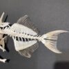 Goldenback Triggerfish skeleton