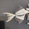 Goldenback Triggerfish skeleton