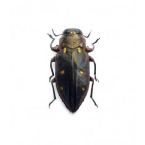 Chrysobothris auropunctata