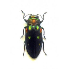 Chrysobothris militaris