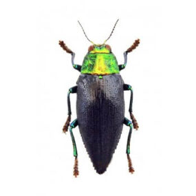 Chrysodema walkeri nigriventris