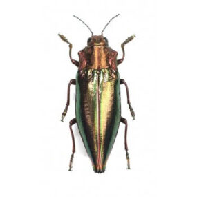 Cyphogastra angulicollis