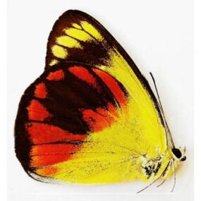 Delias caeneus butterfly specimen